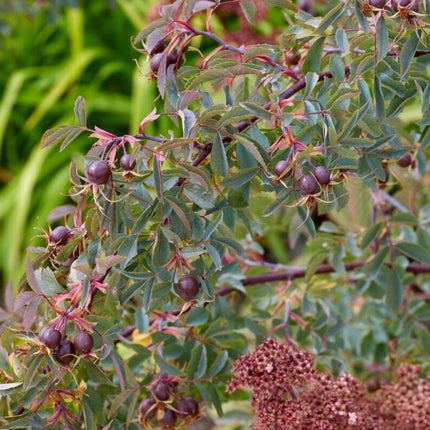 Red-Leaved Rose Hedging | Rosa glauca Shrubs