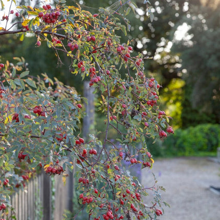 Red-Leaved Rose Hedging | Rosa glauca Shrubs