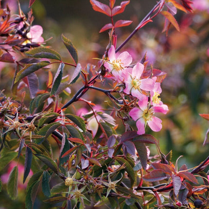 Red-Leaved Rose Hedging | Rosa glauca Shrubs