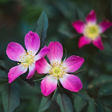 Red-Leaved Rose Hedging | Rosa glauca Shrubs