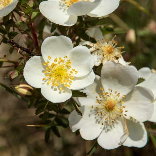 Scotch Rose Hedging | Rosa pimpinellifolia Shrubs