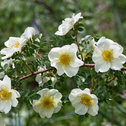 Scotch Rose Hedging | Rosa pimpinellifolia Shrubs