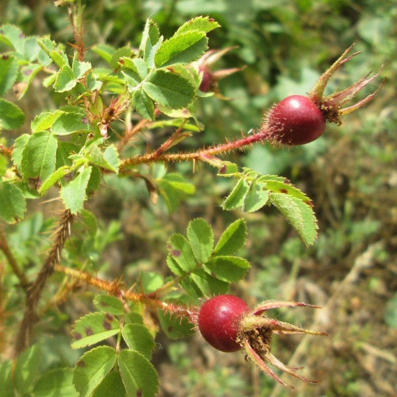 Scotch Rose Hedging | Rosa pimpinellifolia Shrubs
