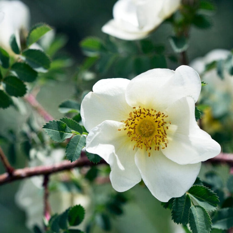 Scotch Rose Hedging | Rosa pimpinellifolia Shrubs
