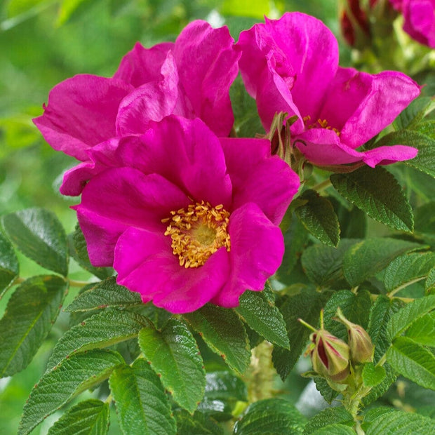 Red Japanese Rose Hedging | Rosa rugosa Shrubs