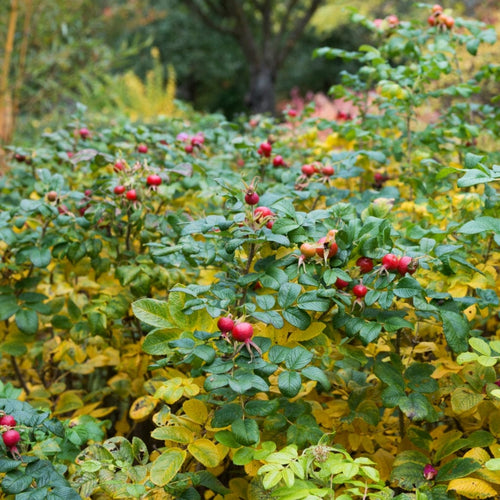 Red Japanese Rose Hedging | Rosa rugosa Shrubs