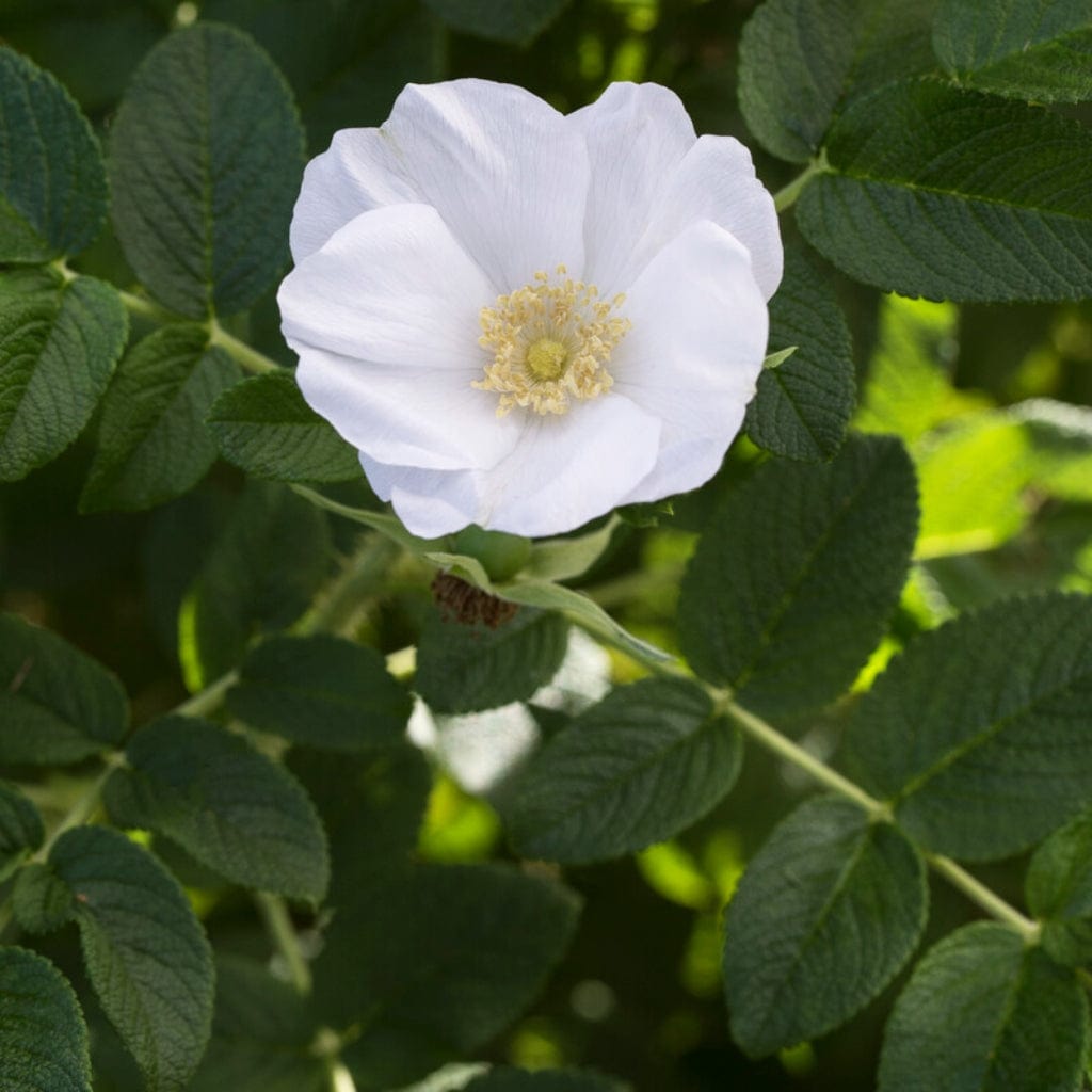 White Japanese Rose Hedging | Rosa rugosa 'Alba' – Roots Plants