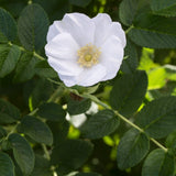 White Japanese Rose Hedging | Rosa rugosa 'Alba' Shrubs