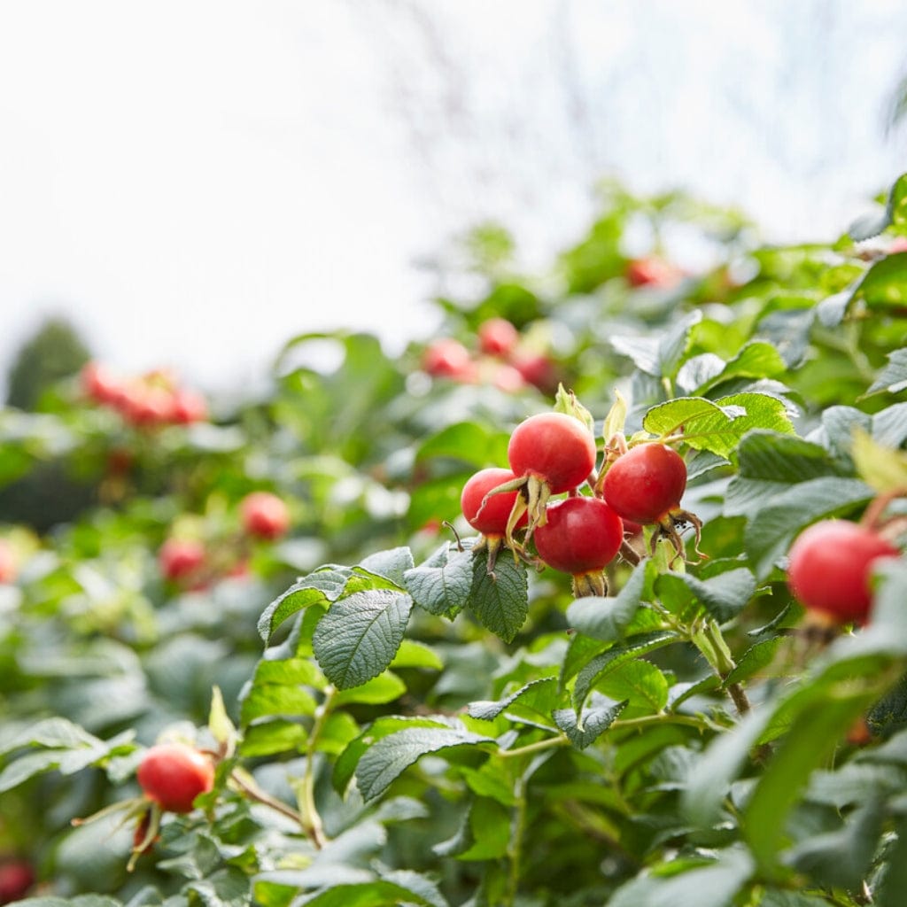 White Japanese Rose Hedging | Rosa rugosa 'Alba' – Roots Plants