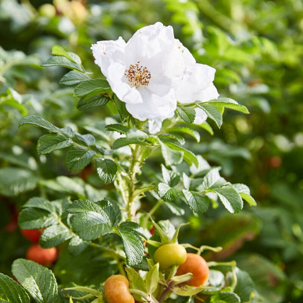 White Japanese Rose Hedging | Rosa rugosa 'Alba' – Roots Plants