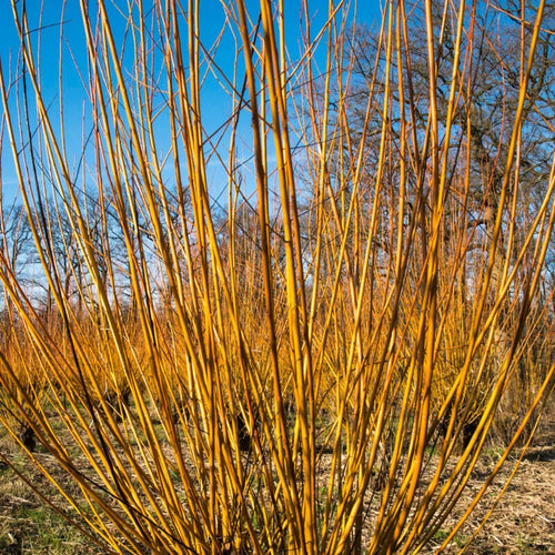Scarlet Willow Hedging | Salix alba 'Chermesina' Shrubs