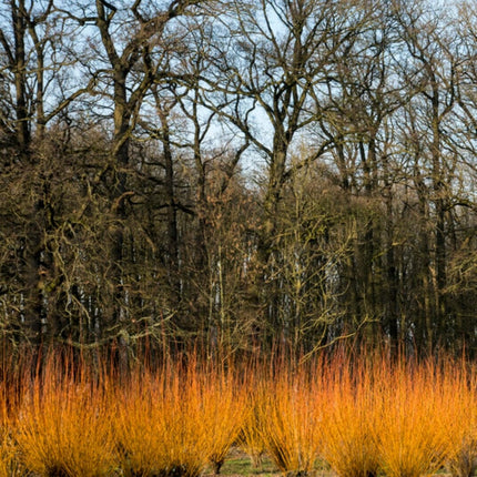Scarlet Willow Hedging | Salix alba 'Chermesina' Shrubs