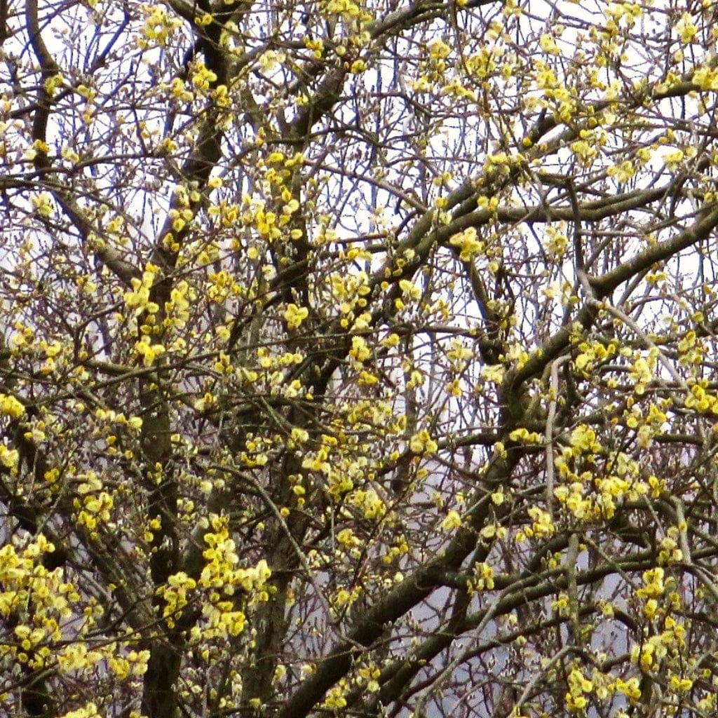 Goat Willow Hedging | Salix caprea