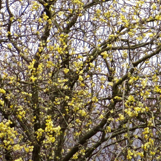 Goat Willow Hedging | Salix caprea Shrubs