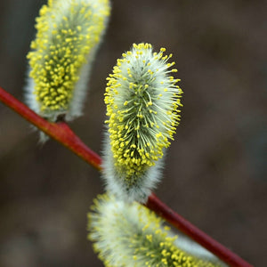 Goat Willow Hedging | Salix caprea Shrubs