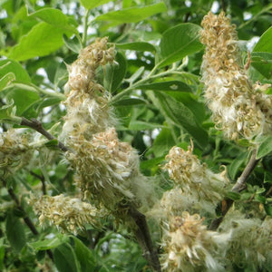 Goat Willow Hedging | Salix caprea Shrubs