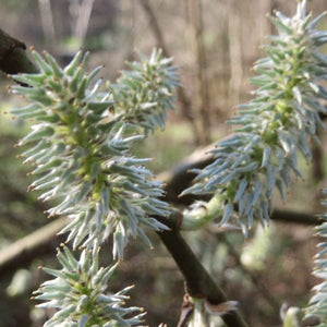 Goat Willow Hedging | Salix caprea Shrubs