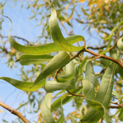 Corkscrew Willow Hedging | Salix matsudana 'Tortuosa' Shrubs