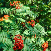 Rowan Hedging | Mountain Ash | Sorbus aucuparia Shrubs