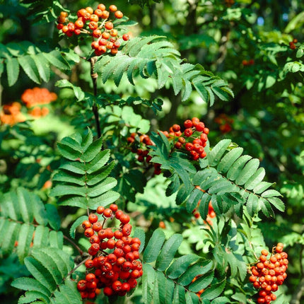 Fast Growing Evergreen Hedging Wildlife Mix Shrubs