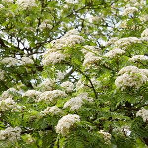 Rowan Hedging | Mountain Ash | Sorbus aucuparia Shrubs