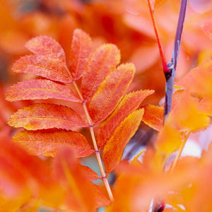 Rowan Hedging | Mountain Ash | Sorbus aucuparia Shrubs