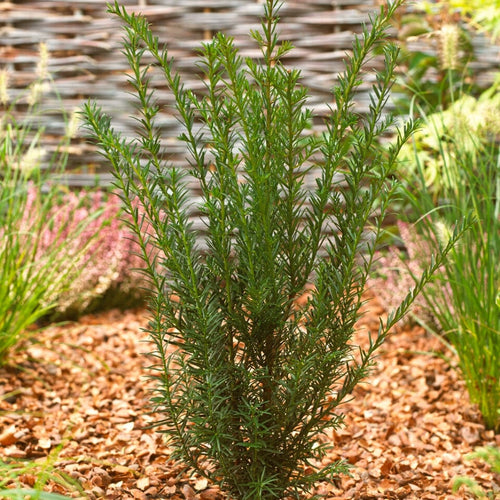 Yew Hedging | Taxus baccata Shrubs