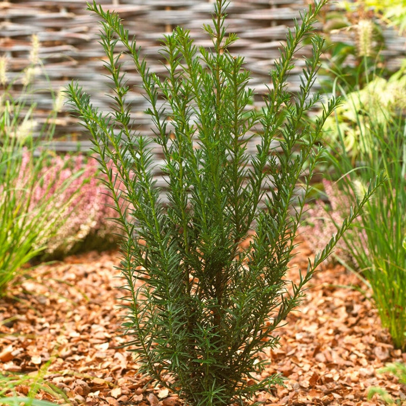 Yew Hedging | Taxus baccata Shrubs