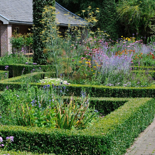 Yew Hedging | Taxus baccata Shrubs