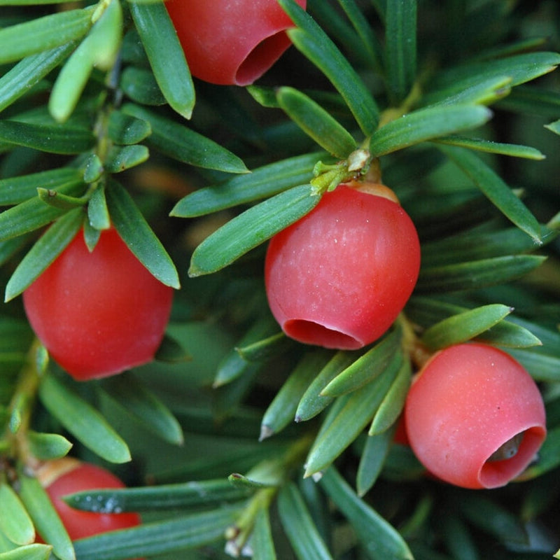 Yew Hedging | Taxus baccata Shrubs