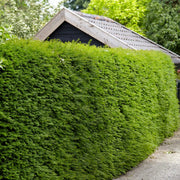 Yew Hedging | Taxus baccata Shrubs