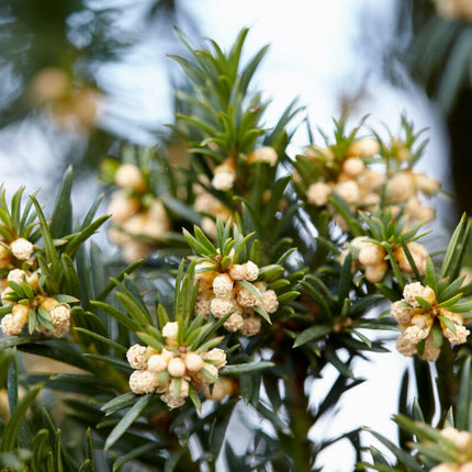 Common Yew Tree | Taxus baccata Ornamental Trees