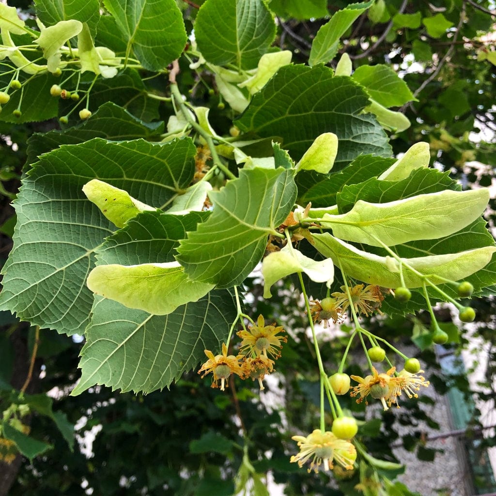 Small Leaved Lime Hedging | Tilia cordata