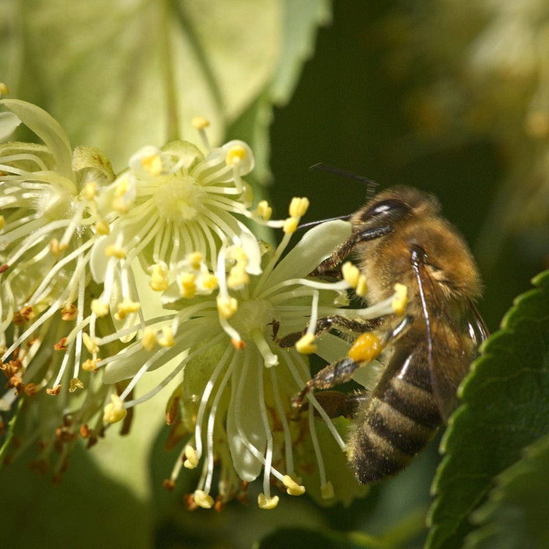 Small Leaved Lime Hedging | Tilia cordata Shrubs