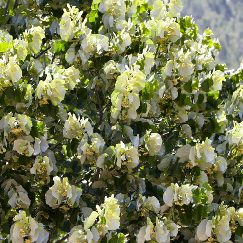 Small Leaved Lime Hedging | Tilia cordata Shrubs