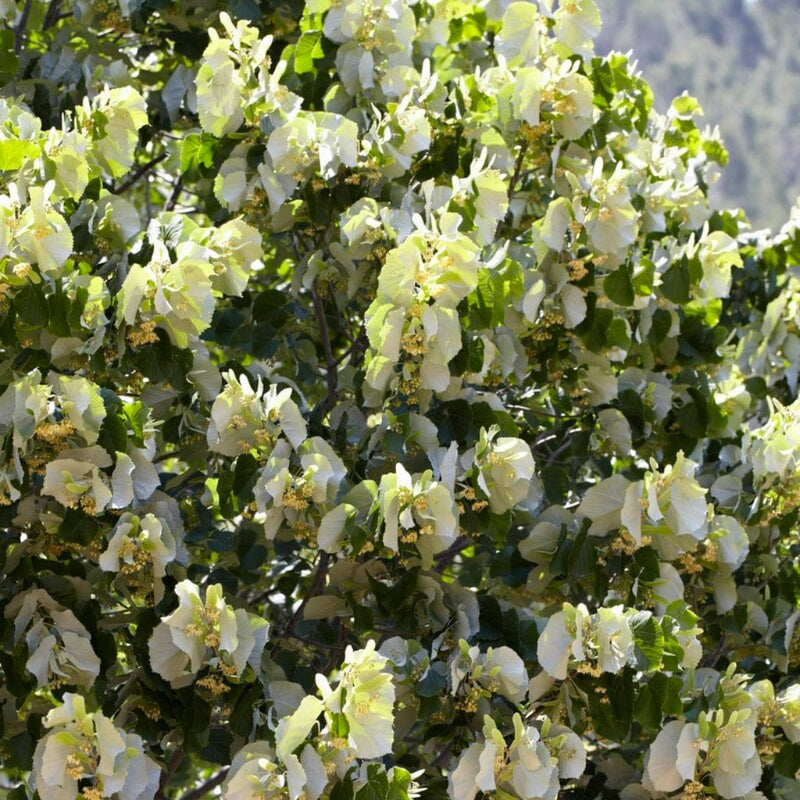 Small Leaved Lime Hedging | Tilia cordata Shrubs