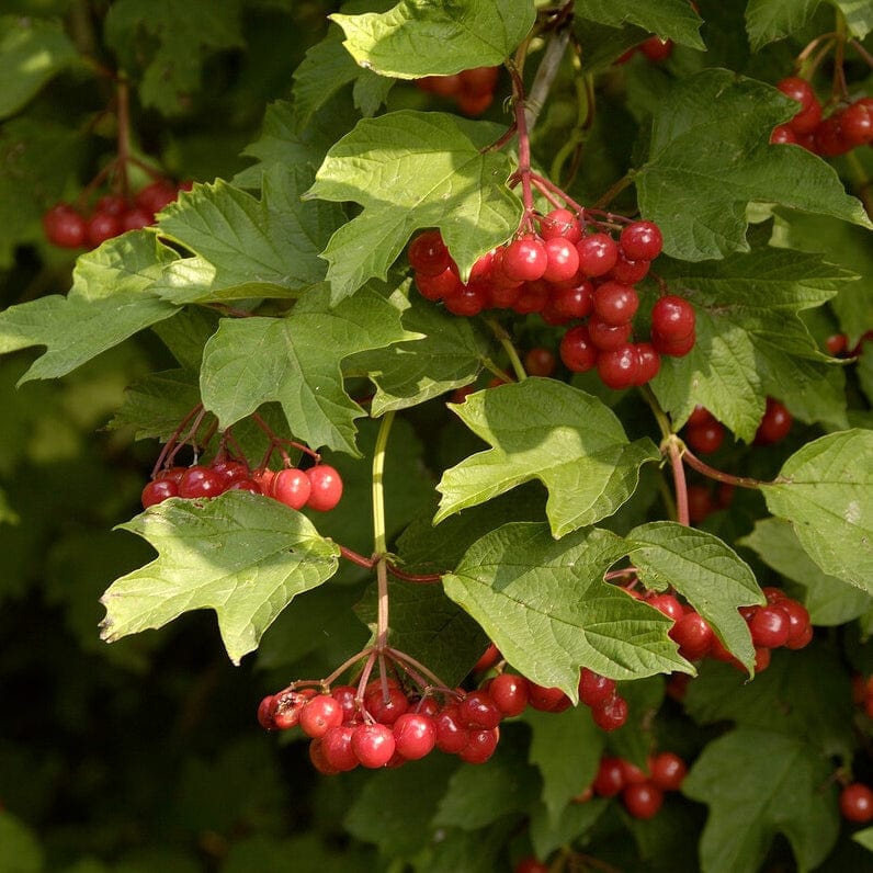 Guelder Rose Hedging | Viburnum opulus Shrubs