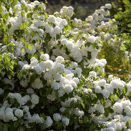 Ultimate Flowering Hedge | Growers Choice Shrubs