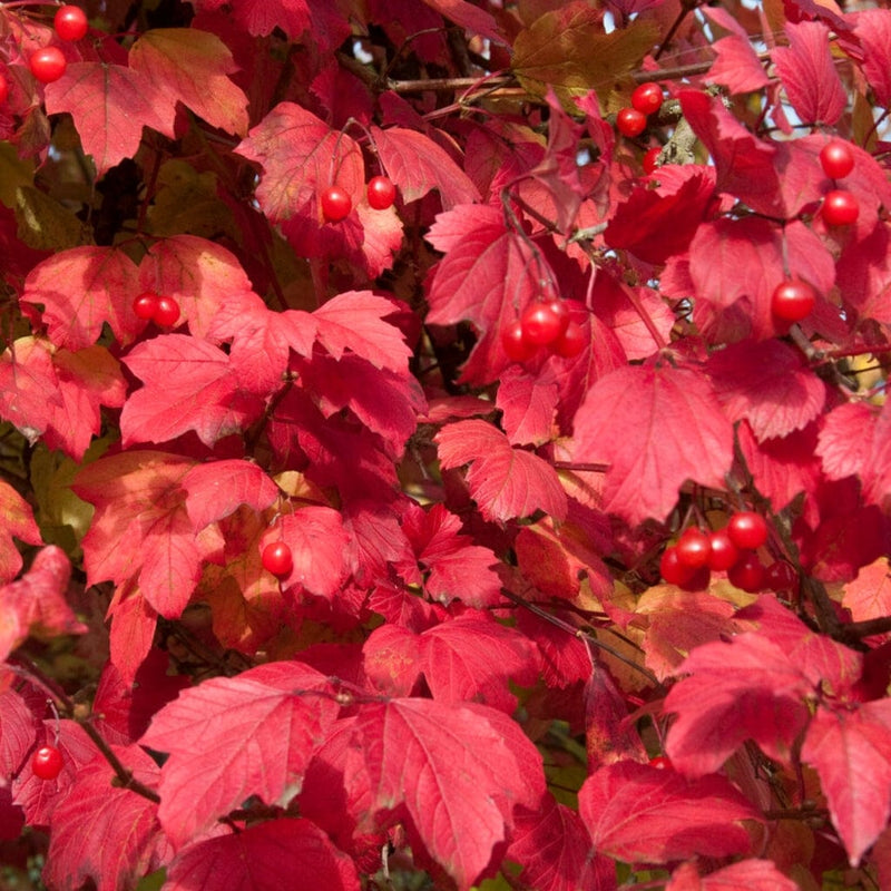Guelder Rose Hedging | Viburnum opulus Shrubs