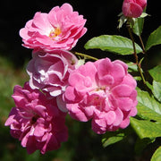 Eglantine rose | Rosa rubiginosa Shrubs