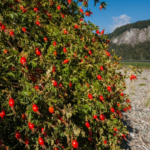 Eglantine rose | Rosa rubiginosa Shrubs