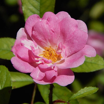 Eglantine rose | Rosa rubiginosa Shrubs