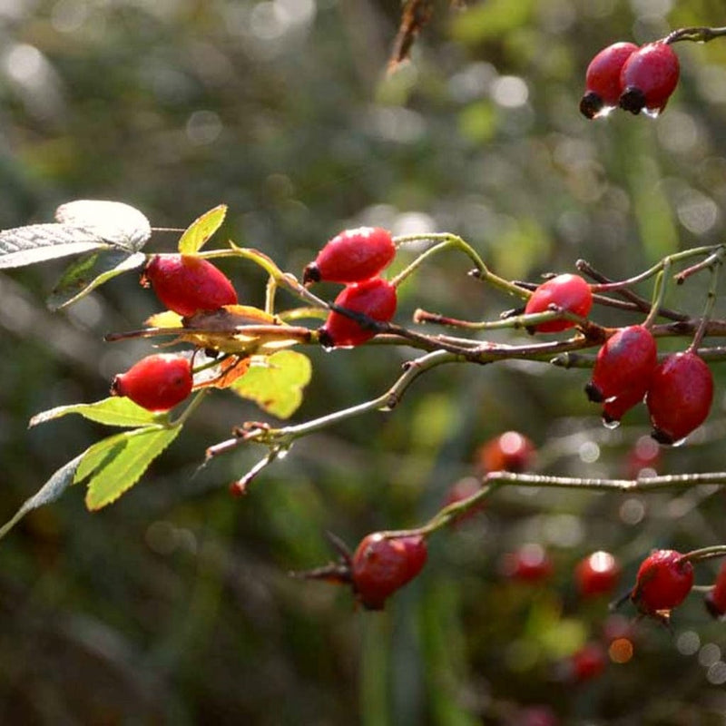 Eglantine rose | Rosa rubiginosa Shrubs