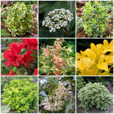 Best Small Evergreen Shrubs Collection | Growers Choice Shrubs