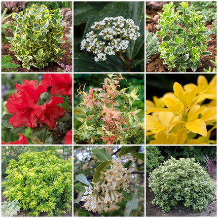 Best Small Evergreen Shrubs Collection | Growers Choice Shrubs