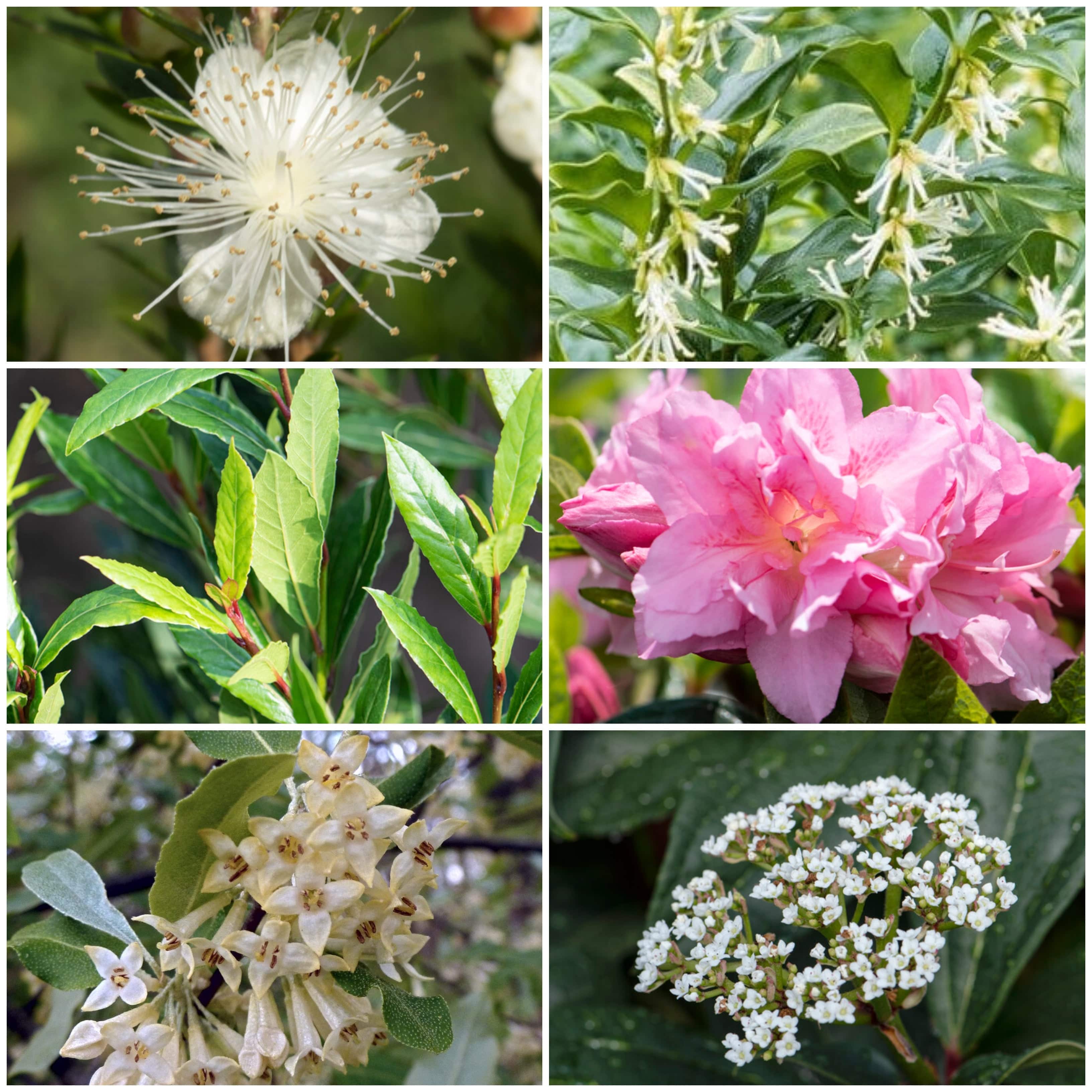 Bush Types Types of flowering bushes that actually survive your backyard - Hodlers Pro