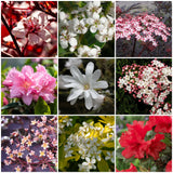 Best Flowering Shrubs Collection | Growers Choice Shrubs
