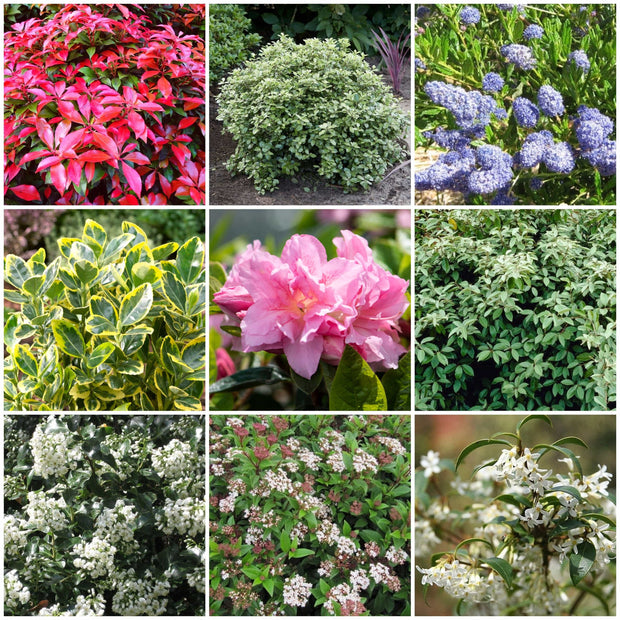 Best Evergreen Shrubs Collections | Growers Choice Shrubs