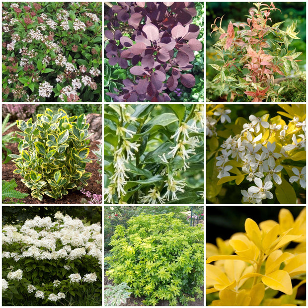 Best Shrubs For Borders Collections | Growers Choice Shrubs