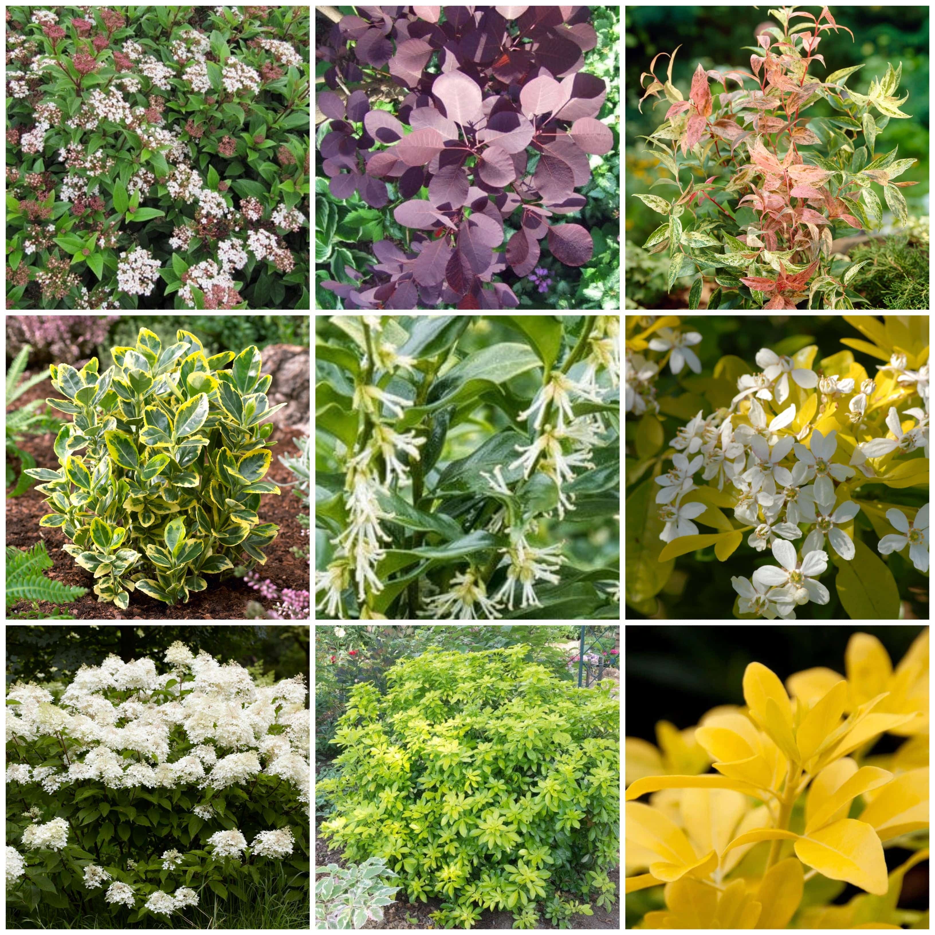 Botanical Border Roots Best Shrubs For Borders – Roots Plants